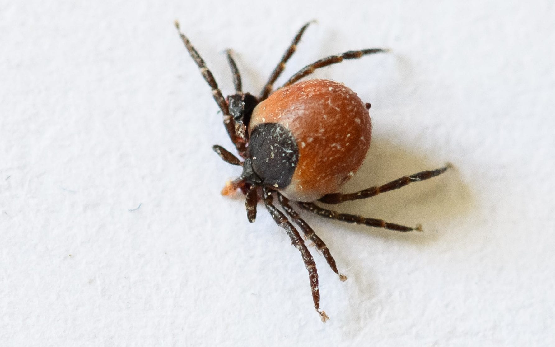 Every little thing you require to understand about ticks– and just how to quit them wrecking your vacation